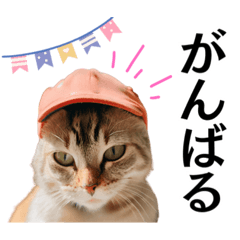 [LINEスタンプ] Cap Cat 〜キャップキャット〜