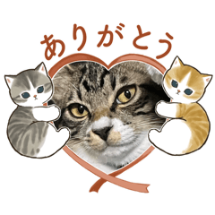 [LINEスタンプ] 保護猫しらす3