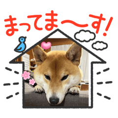 [LINEスタンプ] 芝犬茶々NO5