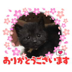 [LINEスタンプ] 春ちゃんと可愛い仲間たち