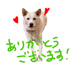 [LINEスタンプ] きよみさんと、ちゃっぷ、ぴっち、らん❤