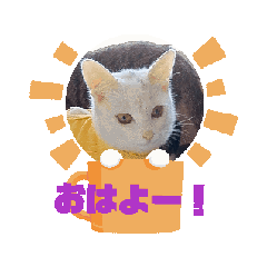 [LINEスタンプ] 白猫しろいの