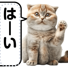 [LINEスタンプ] リアル猫のメッセージスタンプ01の画像（メイン）