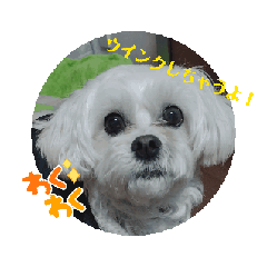 [LINEスタンプ] 私はMIXよ