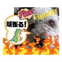 [LINEスタンプ] 動く！天津甘栗ぷー吾朗⑪！トイプードル