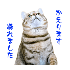 [LINEスタンプ] 帰る報告ねこ