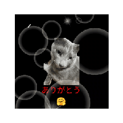 [LINEスタンプ] Russianblue❤グリの部屋ヘようこそ