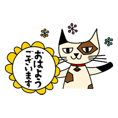 [LINEスタンプ] そろにゃんの毎日使える挨拶