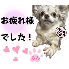 [LINEスタンプ] しゃくれチワワのらんちやん変顔スタンプ4