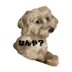 [LINEスタンプ] たるりんちぇるの画像（メイン）