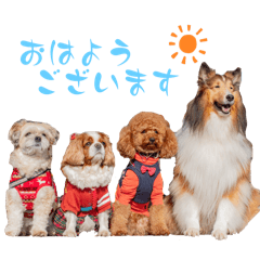 [LINEスタンプ] 可愛い愛犬達のスタンプ