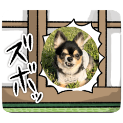 [LINEスタンプ] ポメチワはちみつちゃんスタンプ第12弾登場