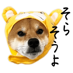 [LINEスタンプ] 柴犬♥︎弁慶-シンプル淡路弁(慶)ver.-