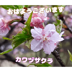 [LINEスタンプ] 朝のごあいさつに 冬の山野草でを添えて