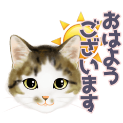 [LINEスタンプ] うちの猫(コ)みつけた♪見やすいスタンプ