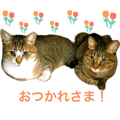 [LINEスタンプ] ししちゃちゃスタンプ2
