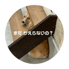 [LINEスタンプ] コーギーうららか日和