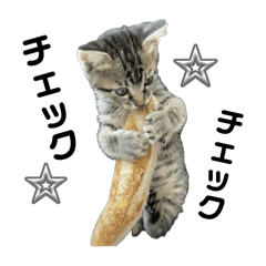 [LINEスタンプ] ねこの乳児院Tetorisia /子猫の画像（メイン）