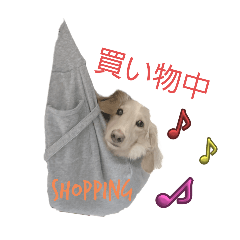[LINEスタンプ] 愛犬シュシュ3♂