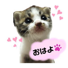 [LINEスタンプ] こはくぬし1