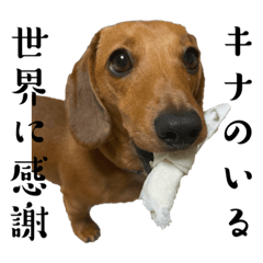 [LINEスタンプ] 犬ちゃんのスタンプ3