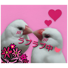 [LINEスタンプ] 文鳥のLINEスタンプ1