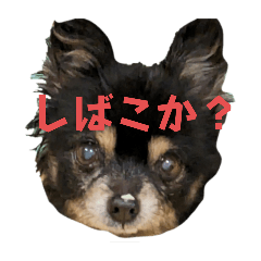 [LINEスタンプ] でっけーチワワ【ピノ】