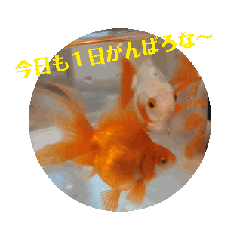 [LINEスタンプ] 金魚ちゃんスタンプ（琉金）