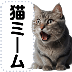 [LINEスタンプ] 猫ミーム詰め合わせセット【面白い可愛い】