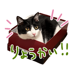 [LINEスタンプ] うちの可愛いニャンズ♡ 1