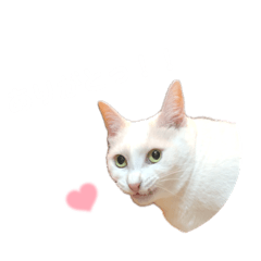 [LINEスタンプ] ちゃちゃ©︎スタンプ‪‪‪❤︎‬ ②️️️