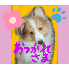 [LINEスタンプ] びすこってぃ⑫