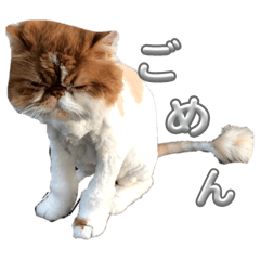 [LINEスタンプ] エキゾチックショートヘア マロちゃん
