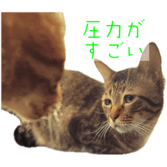 [LINEスタンプ] 猫さん(圧力編)