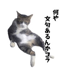 [LINEスタンプ] 浄光寺の愉快な猫たち