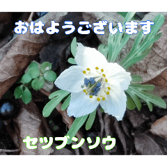 [LINEスタンプ] 早春の山野草でご挨拶