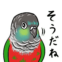 [LINEスタンプ] しっかり者のアカハラウロコインコ