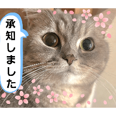 [LINEスタンプ] マンチカン子猫4