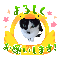 [LINEスタンプ] My cat Fuku-chan