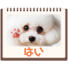 [LINEスタンプ] のりのりプードル