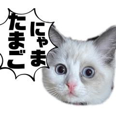 [LINEスタンプ] そらんぷ〜にゃん語で話す白猫ver〜