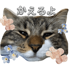 [LINEスタンプ] しふぉれお