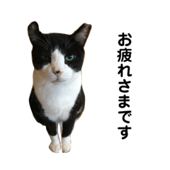 [LINEスタンプ] 猫のぎゅうさん♂パート2