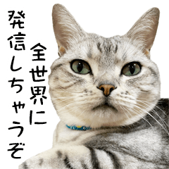 [LINEスタンプ] サスケとゆかいな猫なかま 4