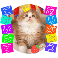 [LINEスタンプ] ねこまーち プリンスロック