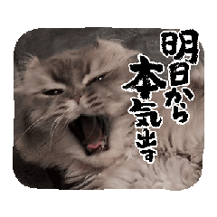 [LINEスタンプ] 動くペシャンコ猫のあおたろ1