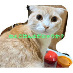 [LINEスタンプ] いつでも猫と一緒スタンプ