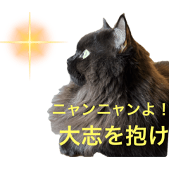 [LINEスタンプ] 黒猫 ルナ院長140にゃんめ