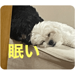 [LINEスタンプ] しろくろまめスタンプの画像（メイン）