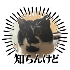 [LINEスタンプ] 杉村家のみゃーこちゃんたち